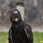  Hawk, Otavalo, Ecudaor 2010